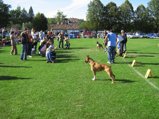 www.boxer-show.eu