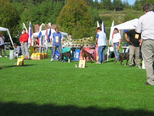 www.boxer-show.eu