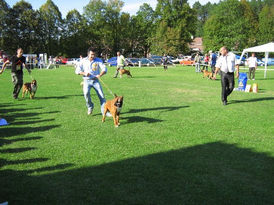 www.boxer-show.eu