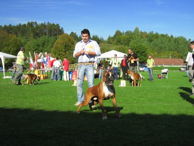 www.boxer-show.eu