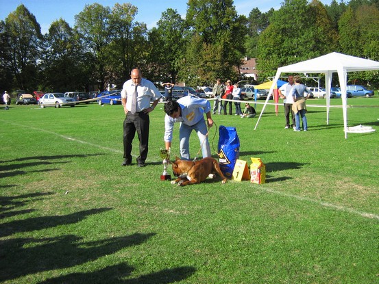 www.boxer-show.eu