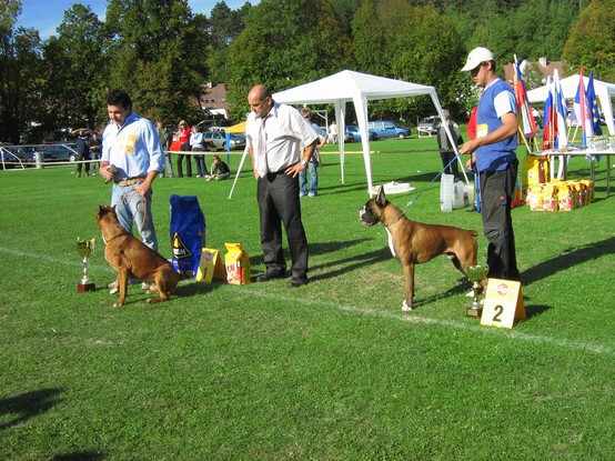 www.boxer-show.eu