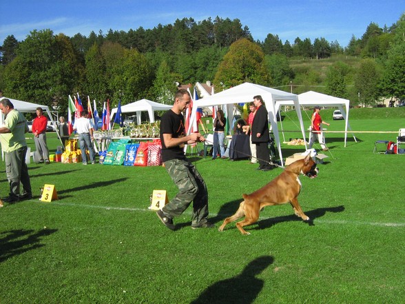 www.boxer-show.eu