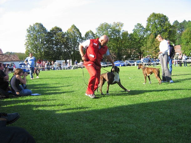 www.boxer-show.eu