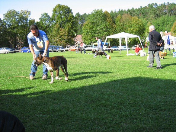 www.boxer-show.eu