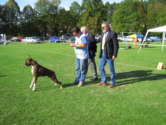 www.boxer-show.eu