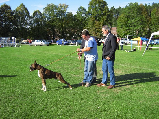 www.boxer-show.eu