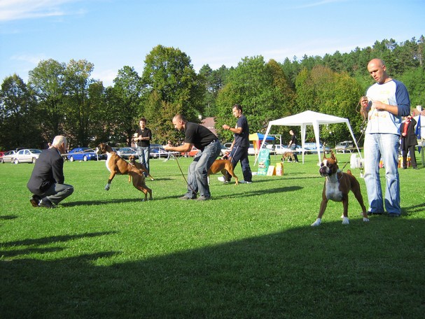 www.boxer-show.eu