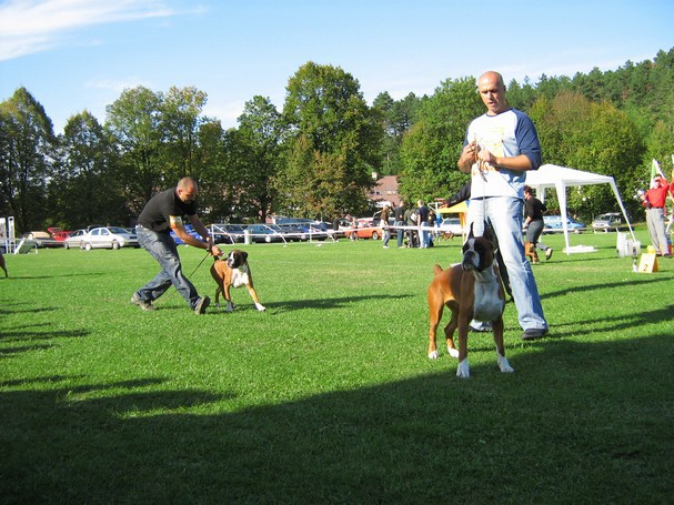 www.boxer-show.eu