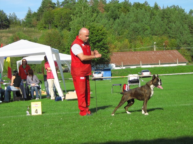 www.boxer-show.eu