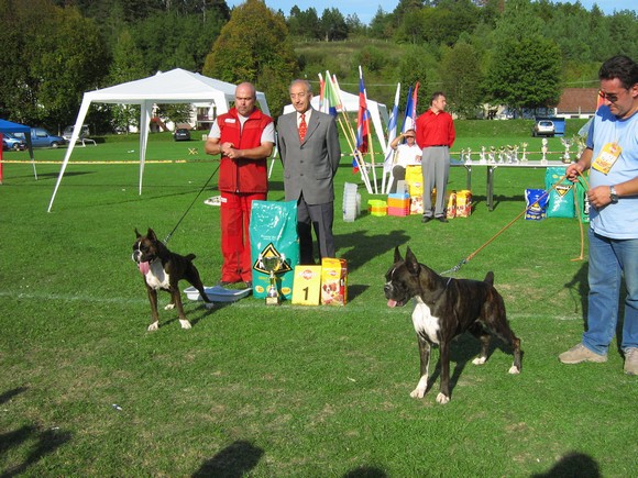 www.boxer-show.eu