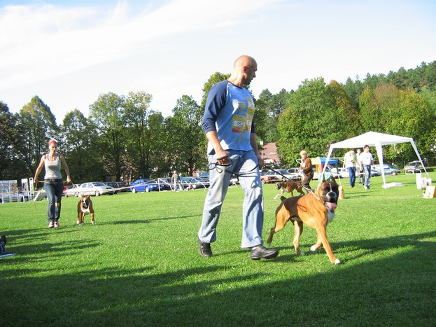 www.boxer-show.eu
