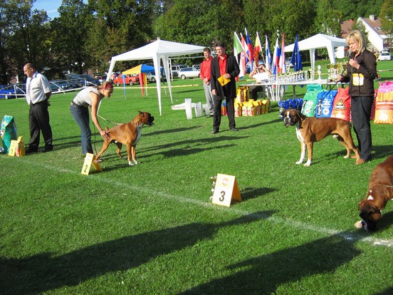 www.boxer-show.eu