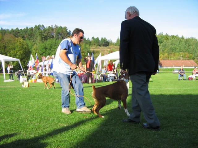 www.boxer-show.eu