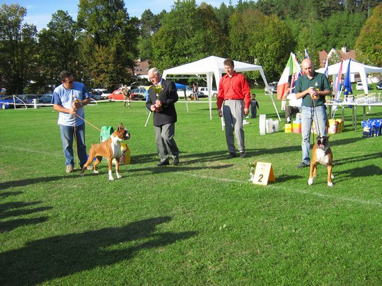 www.boxer-show.eu