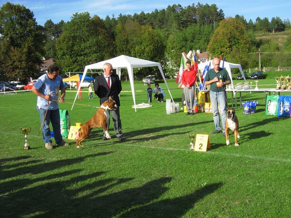 www.boxer-show.eu