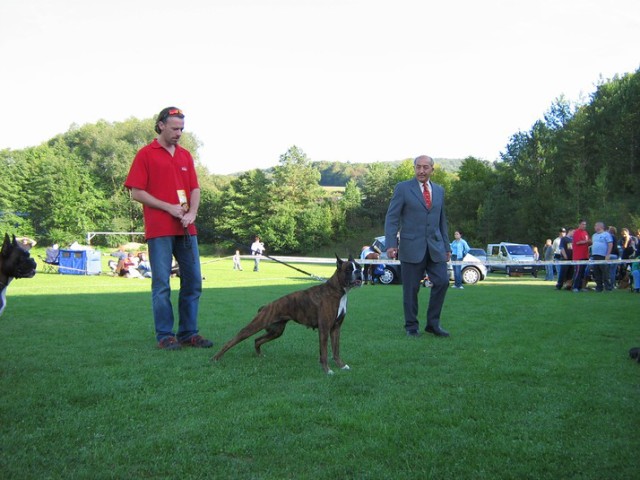 www.boxer-show.eu