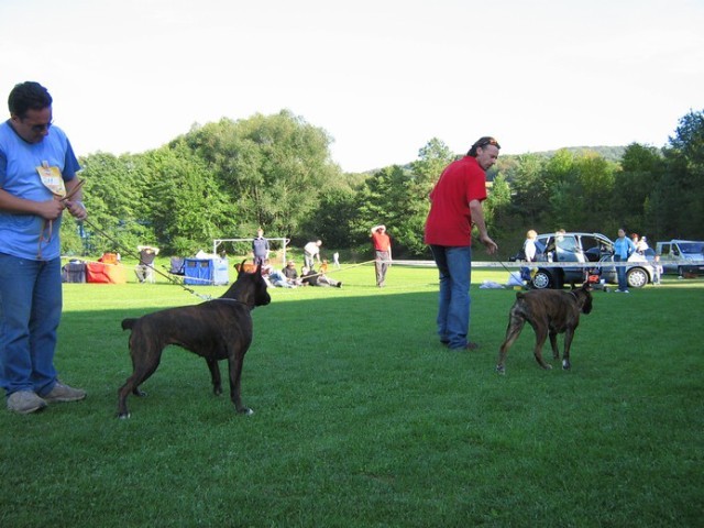 www.boxer-show.eu