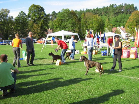 www.boxer-show.eu