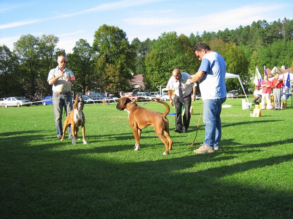 www.boxer-show.eu