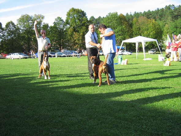 www.boxer-show.eu