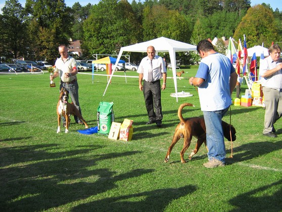 www.boxer-show.eu