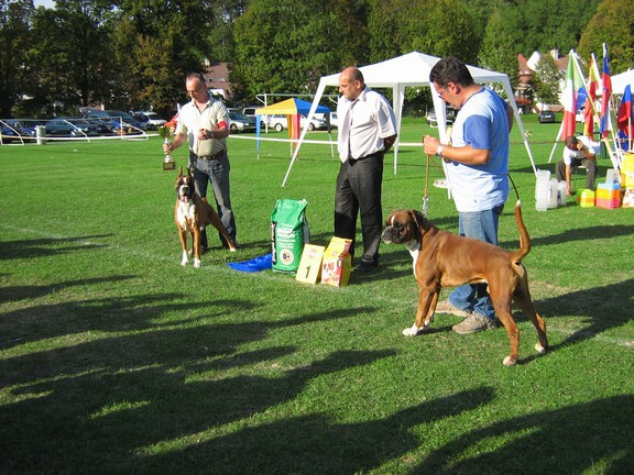 www.boxer-show.eu