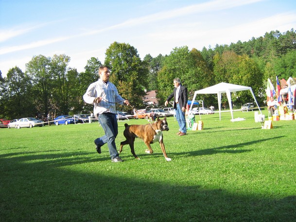 www.boxer-show.eu
