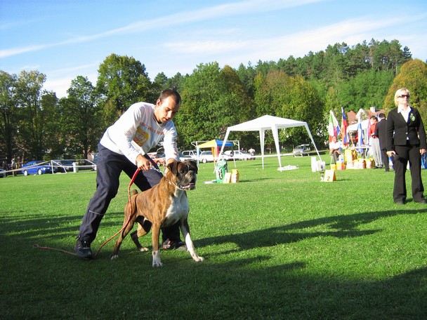 www.boxer-show.eu