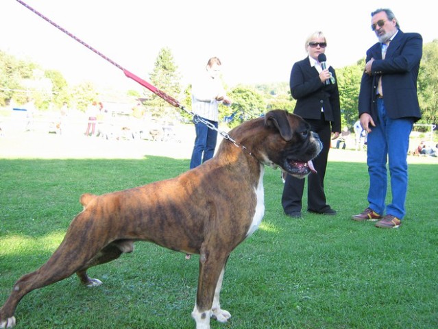 www.boxer-show.eu