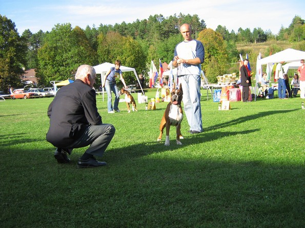 www.boxer-show.eu