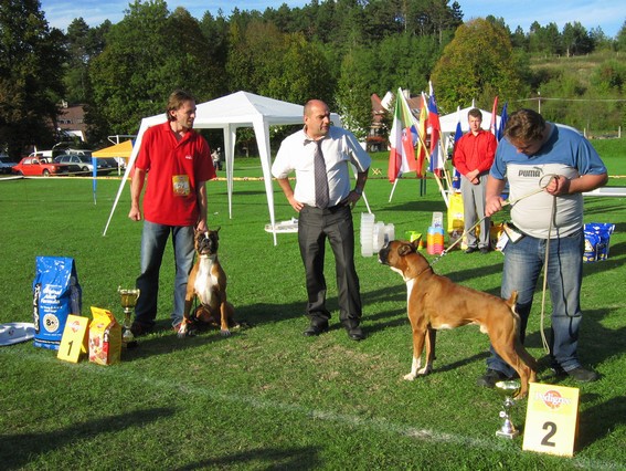 www.boxer-show.eu