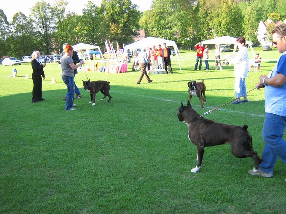 www.boxer-show.eu