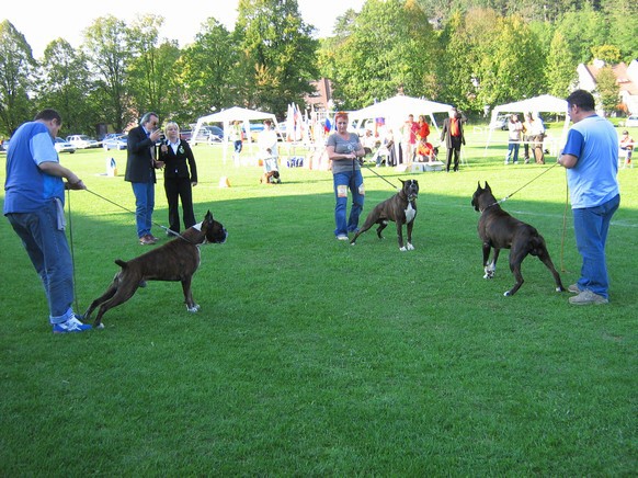 www.boxer-show.eu