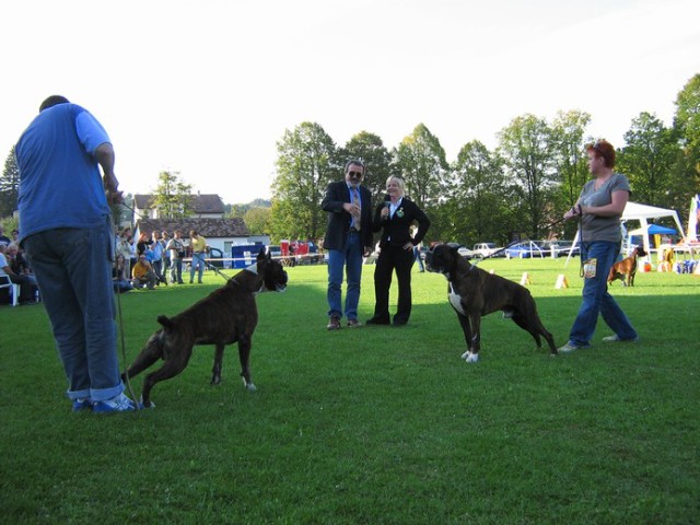 www.boxer-show.eu