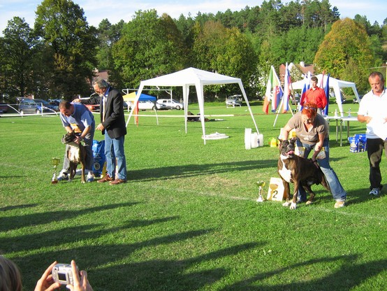 www.boxer-show.eu