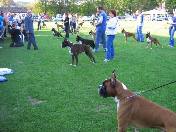www.boxer-show.eu