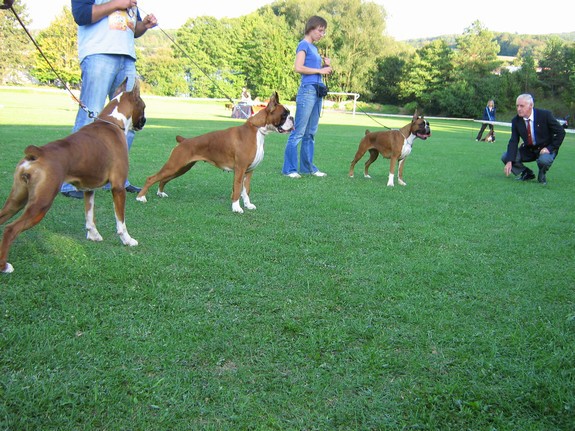 www.boxer-show.eu