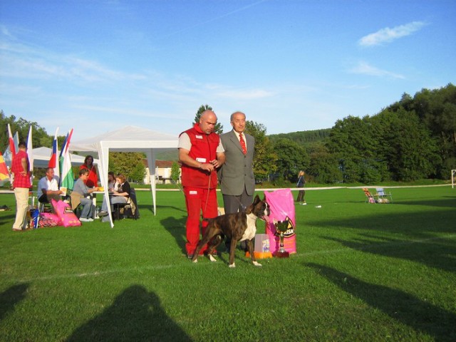www.boxer-show.eu