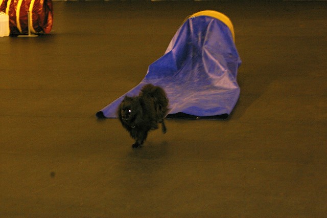 Kynologická revue *  www.dogsk.sk * www.eurodog.eu