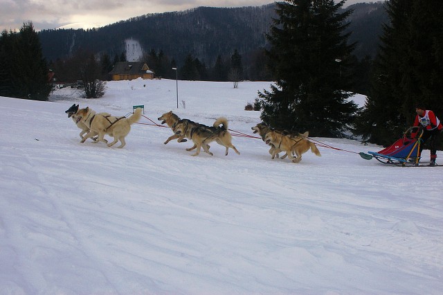 Kynologická revue - www.dogsk.sk
