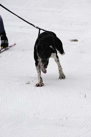 Kynologická revue - www.dogsk.sk