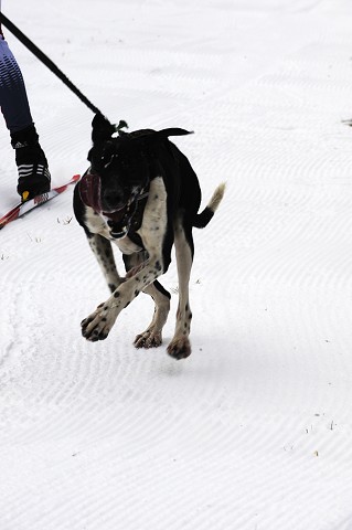 Kynologická revue - www.dogsk.sk