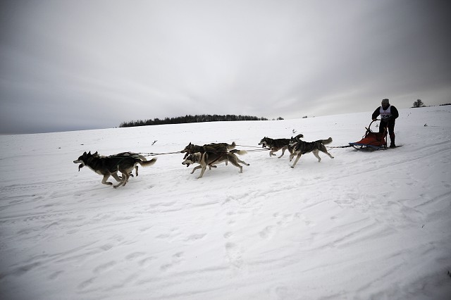 Kynologická revue - www.dogsk.sk