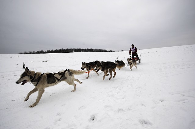 Kynologická revue - www.dogsk.sk