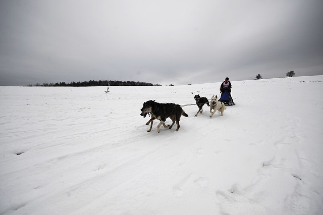 Kynologická revue - www.dogsk.sk