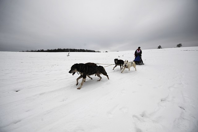 Kynologická revue - www.dogsk.sk