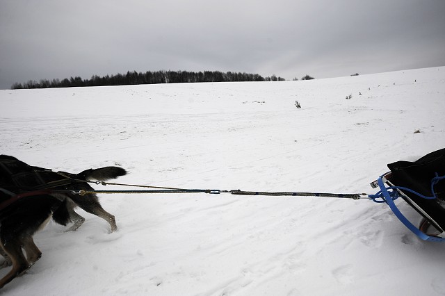 Kynologická revue - www.dogsk.sk