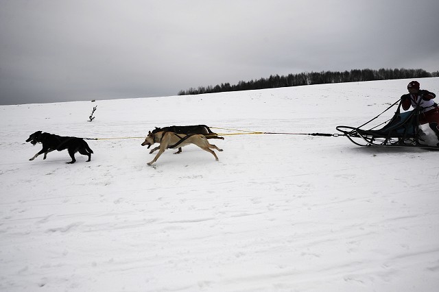 Kynologická revue - www.dogsk.sk