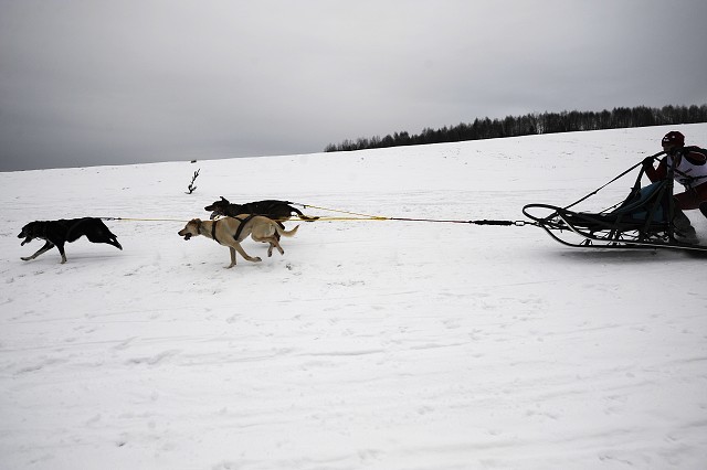 Kynologická revue - www.dogsk.sk